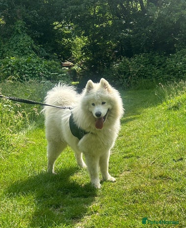 Samoyed dogs - Advert 7