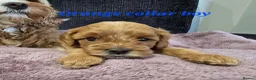 Cavapoo dogs for sale: F1b health tested fox red cavapoo puppies  - Advert 14