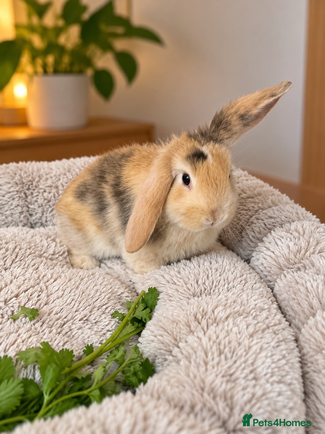 Mini Lop rabbits for sale: Mini Lop/Harlequin colours - Advert 1