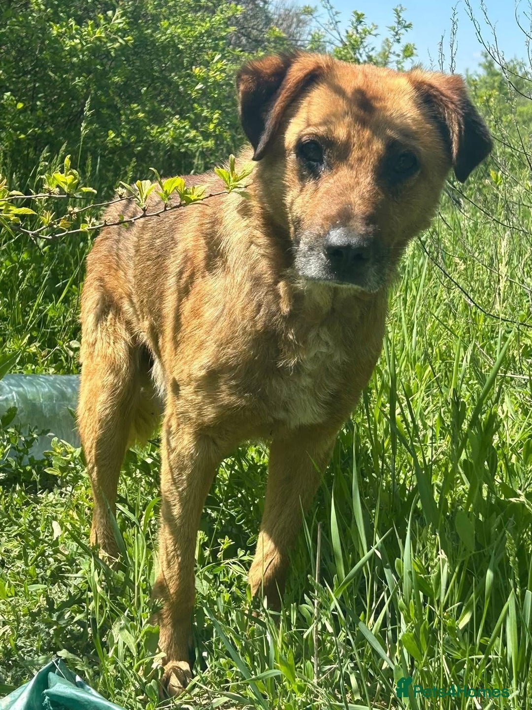 Mixed Breed dogs for adoption: Cyril - Fakenham Norfolk  - Advert 9