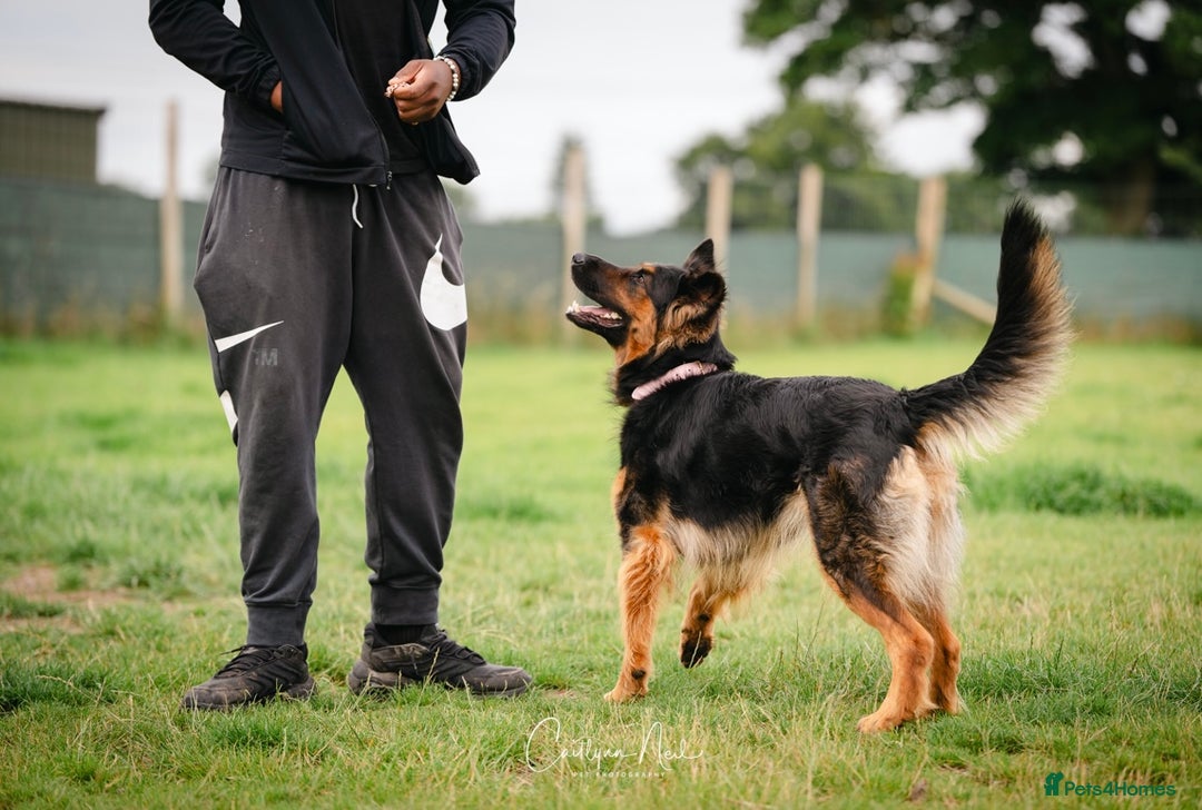 German Shepherd dogs for sale: Upcoming Litter of Pedigree German Shepherd Puppy - Image 13