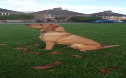 Labrador Retriever dogs for sale: Red Fox , Golden & White Labrador Pups  - Image 10