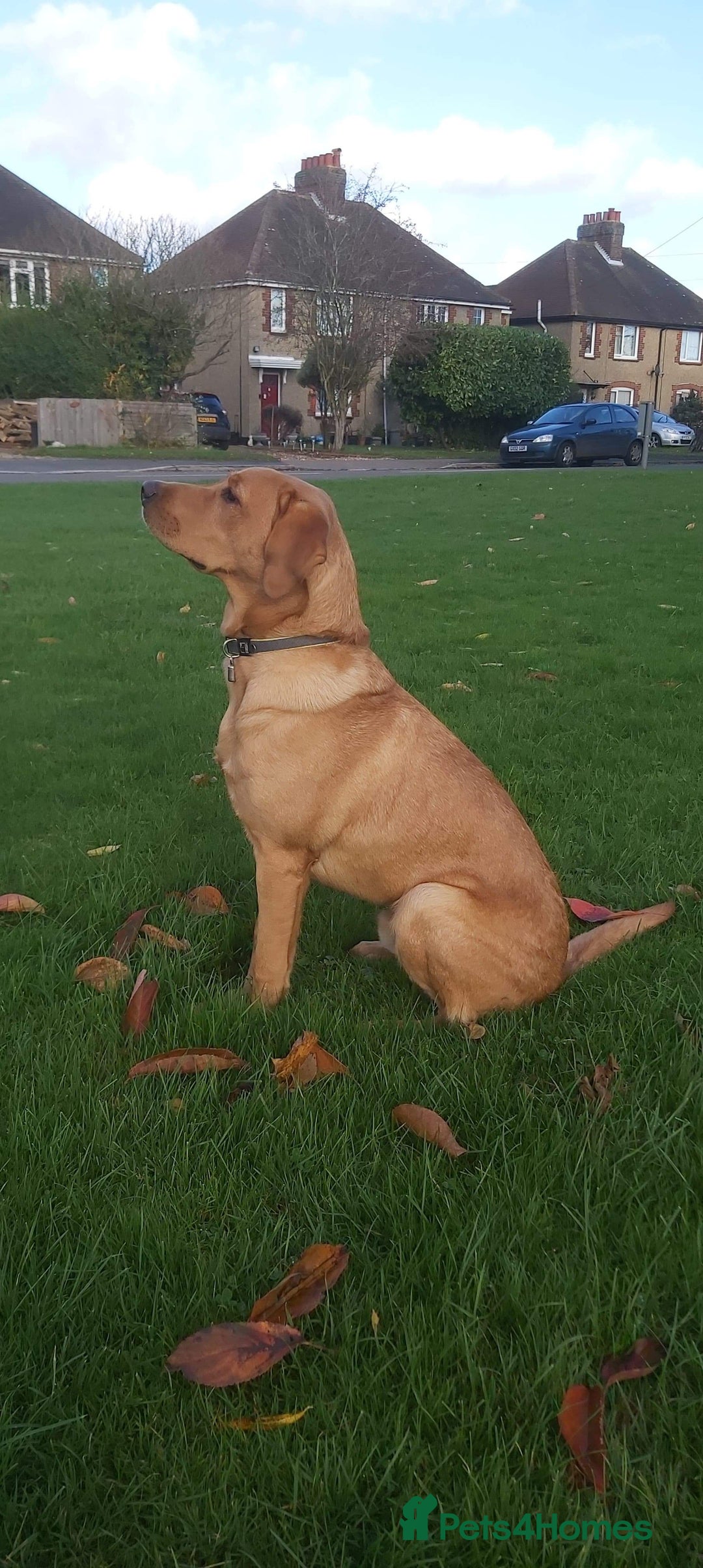 Labrador Retriever dogs for sale: Red Fox , Golden & White Labrador Pups  - Image 10