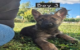 German Shepherd dogs for sale: 🌟Stunning KC Registered German Shepherd Pups🌟 - Image 4