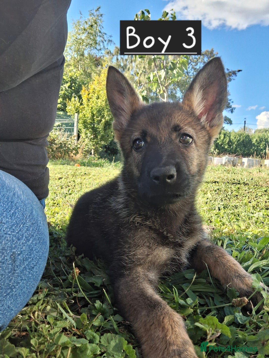 German Shepherd dogs for sale: 🌟Stunning KC Registered German Shepherd Pups🌟 - Image 4