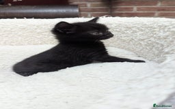 European cats for sale: 5 European shorthair kittens  - Image 23
