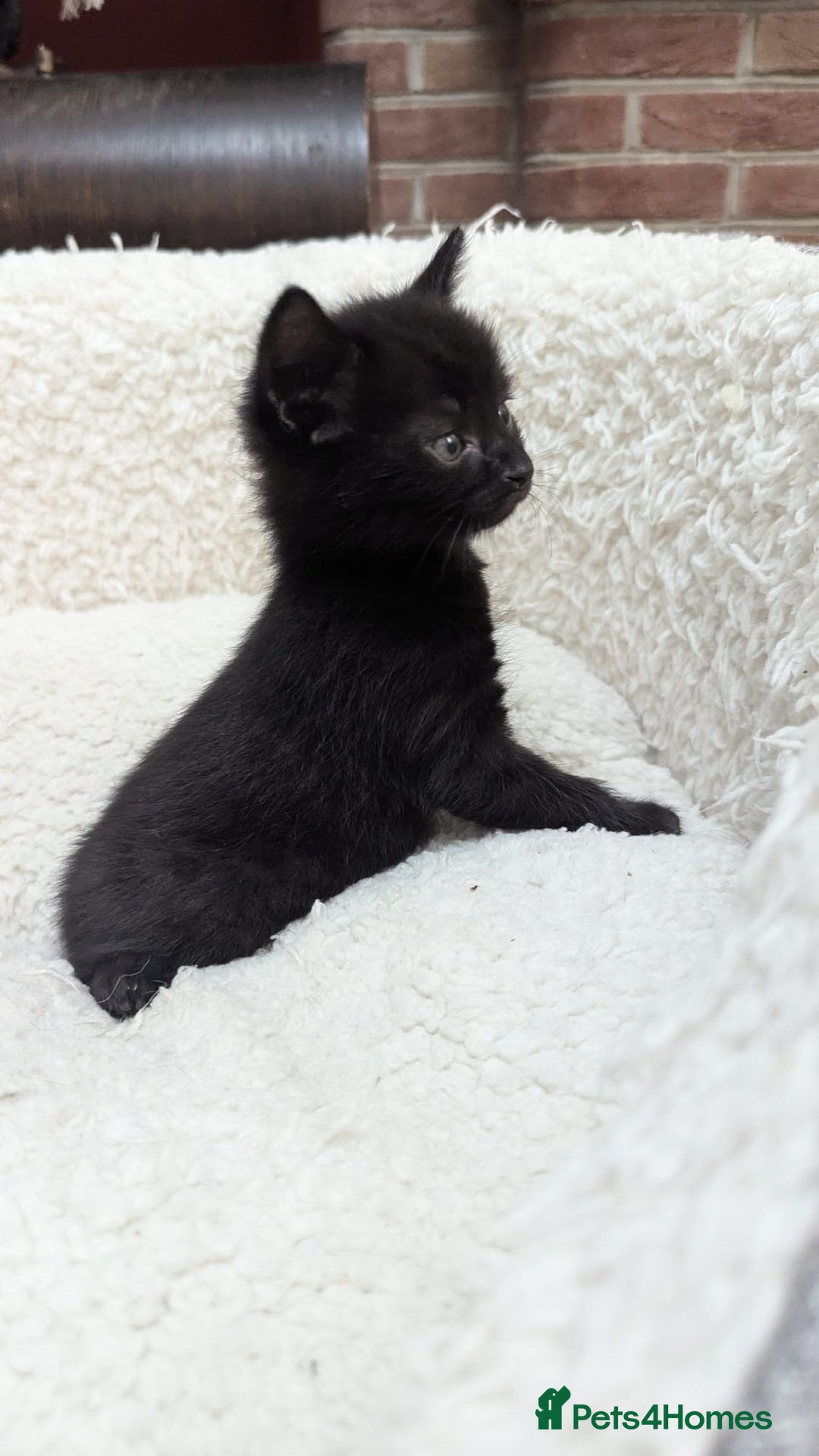 European cats for sale: 5 European shorthair kittens  - Image 23