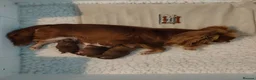 Chihuahua dogs for sale: Two stunning litters of long coat chihuahua pups - Advert 1