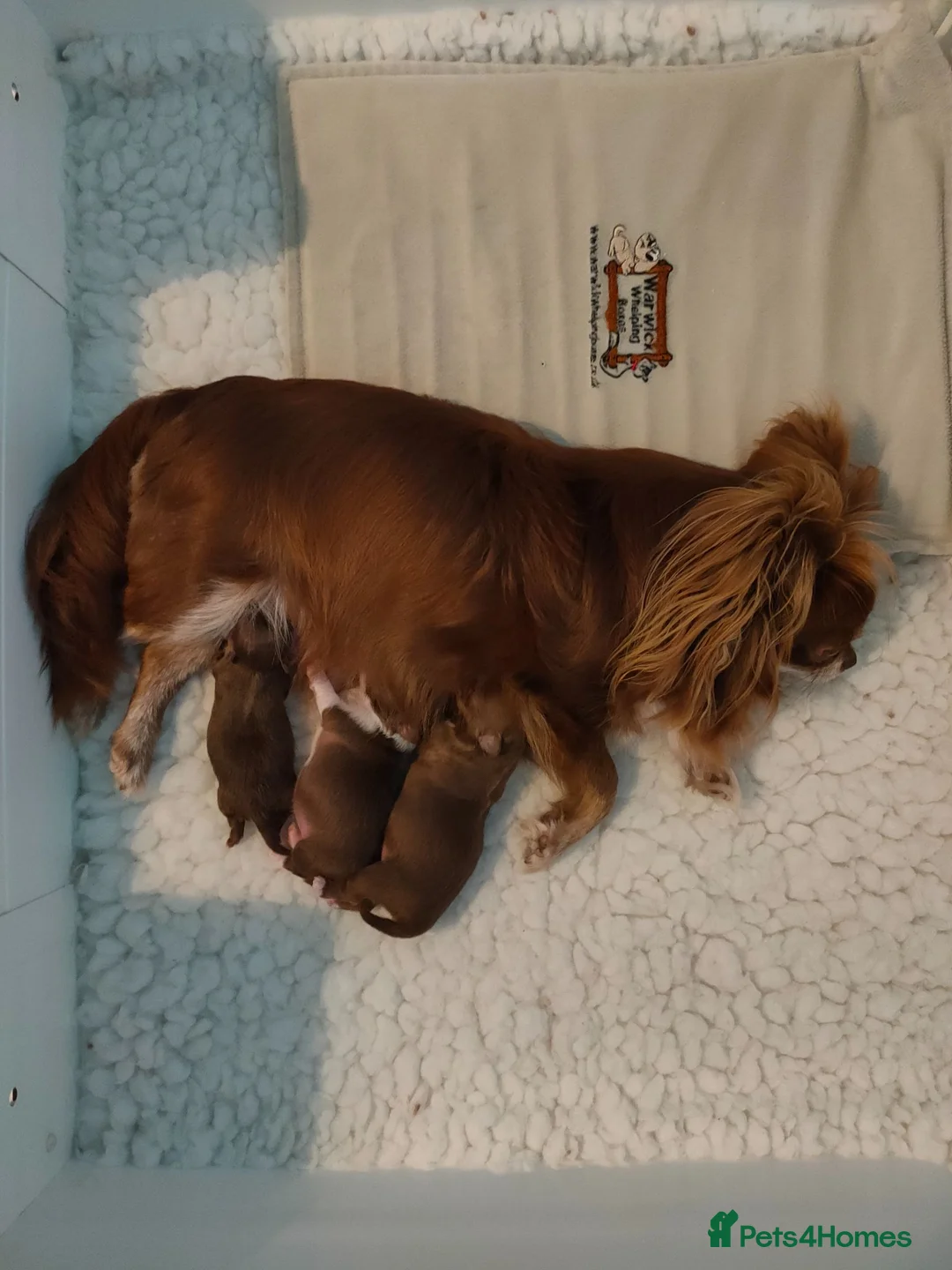 Chihuahua dogs for sale: Two stunning litters of long coat chihuahua pups - Advert 1