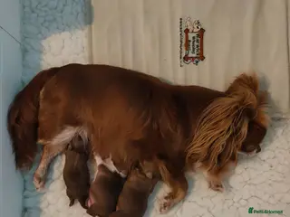 Chihuahua dogs Three stunning long coat puppies - Advert 2
