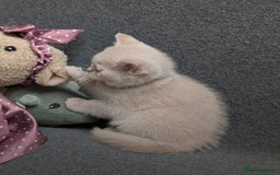 British Shorthair cats for sale: British Shorthair Kittens  - Image 1