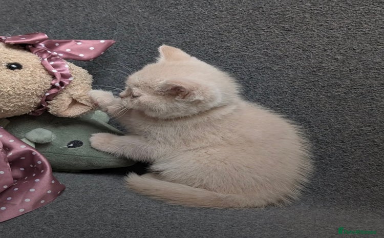 British Shorthair cats - Advert 11