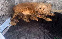 Cockapoo dogs for sale: 5 Absolutely gorgeous Fox Red Cockapoo Puppies - Image 9
