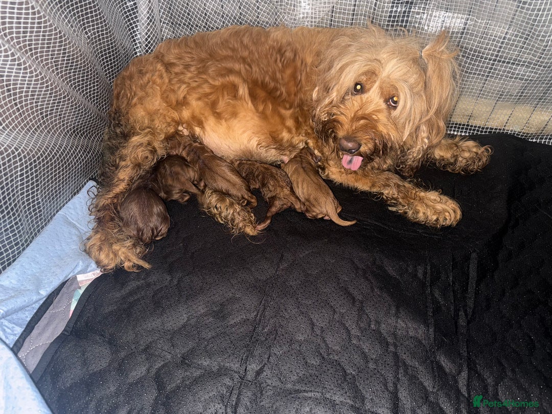 Cockapoo dogs for sale: 5 Absolutely gorgeous Fox Red Cockapoo Puppies - Image 9