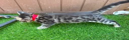 Bengal cats for sale: Bengal X Maine Coon Kittens  in Lyme Regis - Advert 9
