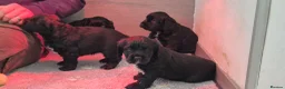 Sprocker dogs for sale: Sprocker puppies in Redruth - Advert 4