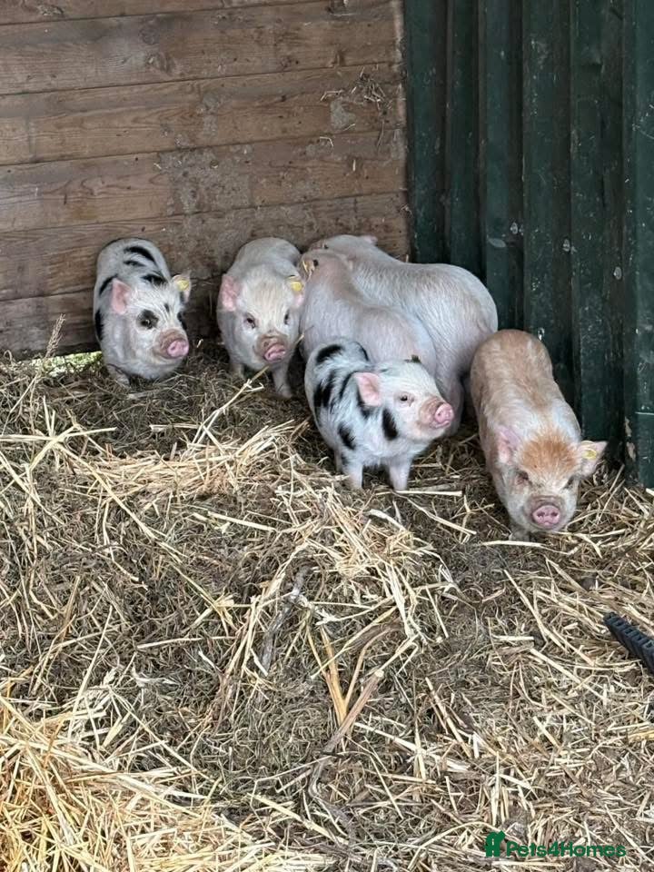 Pig livestock Kune Kune X Piglets for Sale  - Advert 1