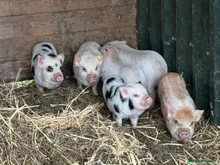 Pig livestock Kune Kune X Piglets for Sale - Advert 1