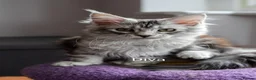 Maine Coon cats for sale: GCCF Registered Maine Coon Kittens Peterborough - Advert 12