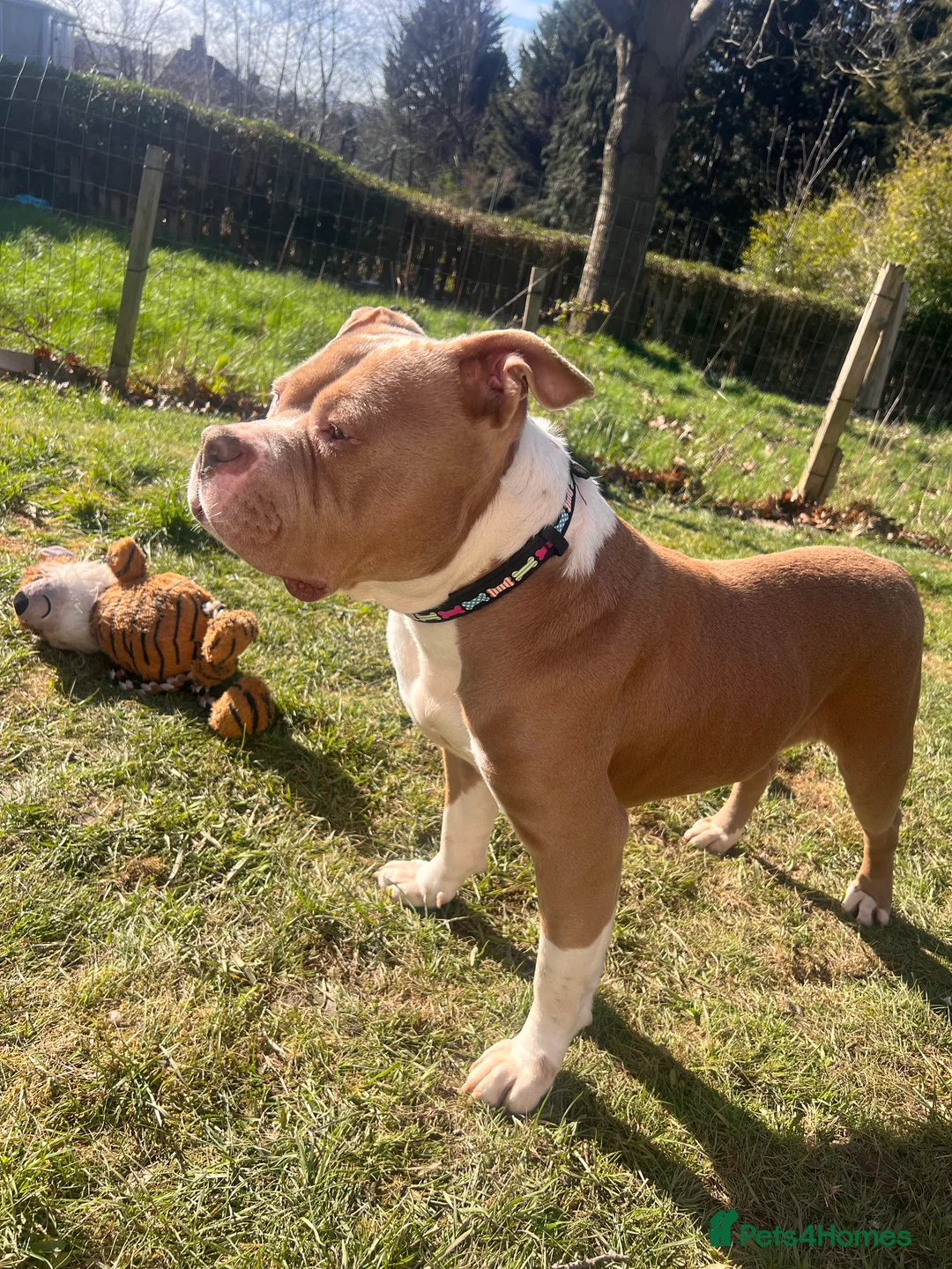American Bully dogs for sale: Finesse  - Advert 2
