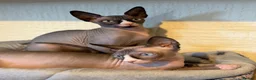 Sphynx cats for sale: Handsome Grey Sphynx Boy - Advert 6