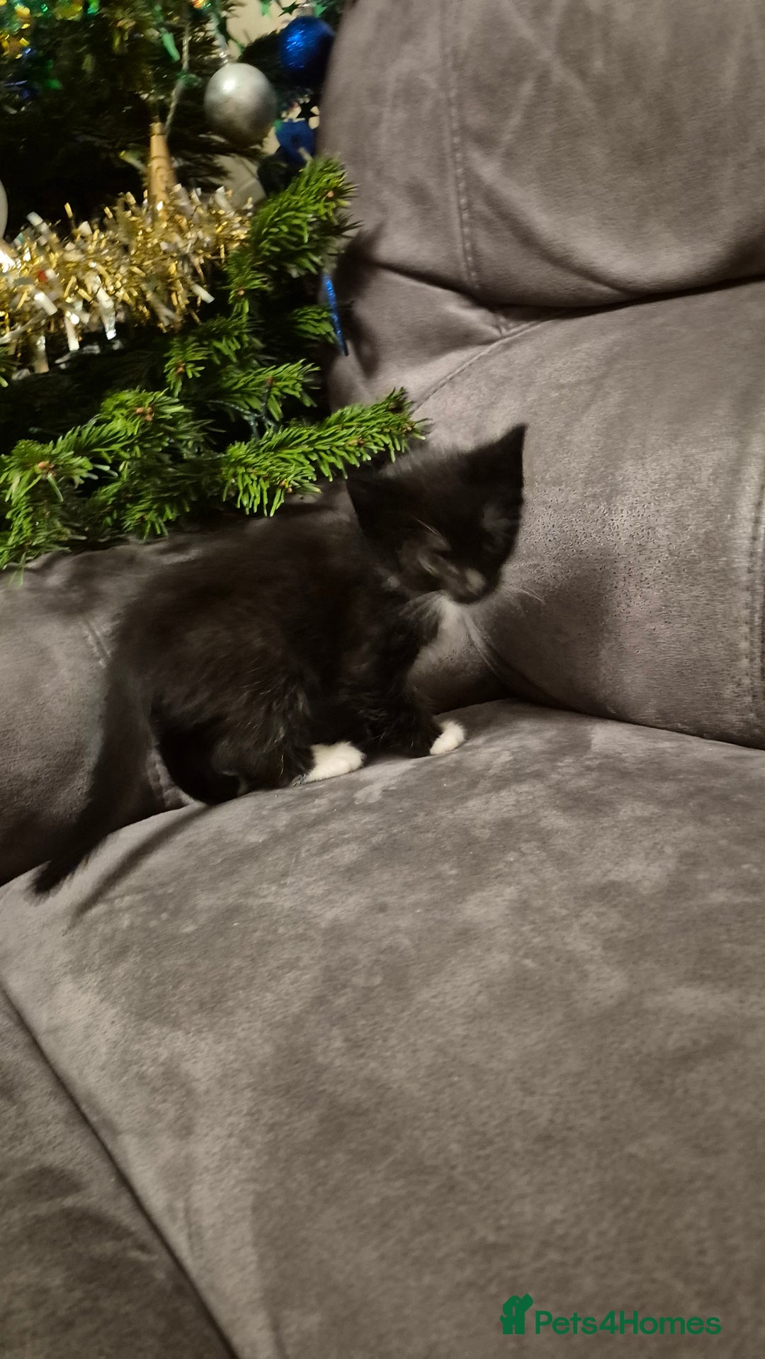 Mixed Breed cats for sale: Kittens  - Advert 15