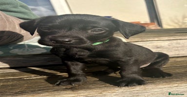 Labrador Retriever dogs - Advert 1