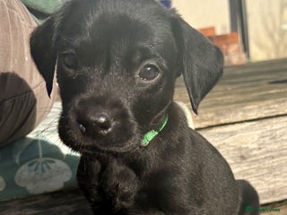 Labrador Retriever dogs - Advert 34