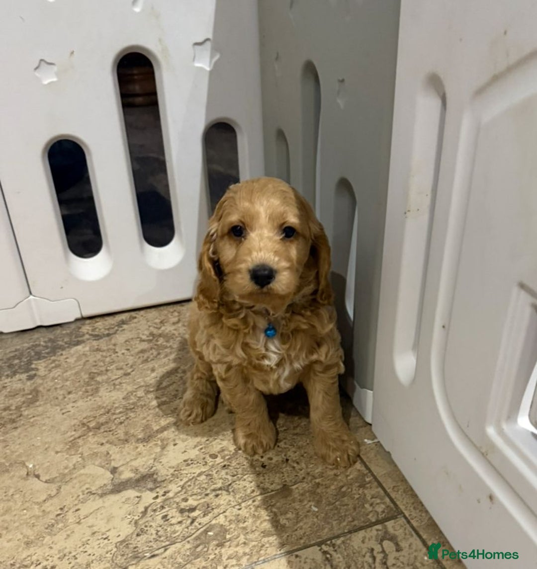 Cockapoo dogs for sale: Quality Cockapoo Puppies - Advert 6