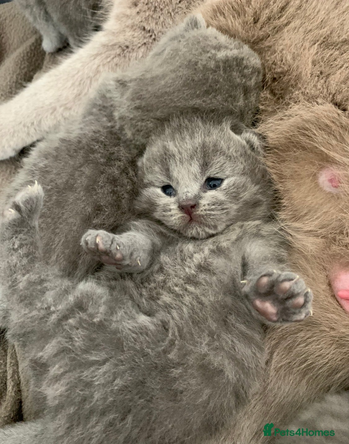 British Shorthair cats for sale: Top Quality Pure Pedigree British Shorthair - Advert 1