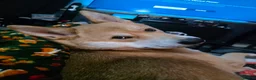 Japanese Shiba Inu dogs for sale: Regrettable sale of my boy  - Advert 2