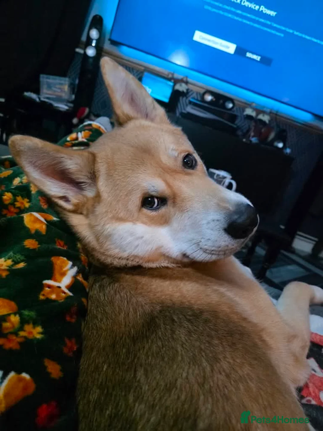 Japanese Shiba Inu dogs for sale: Regrettable sale of my boy  - Advert 2