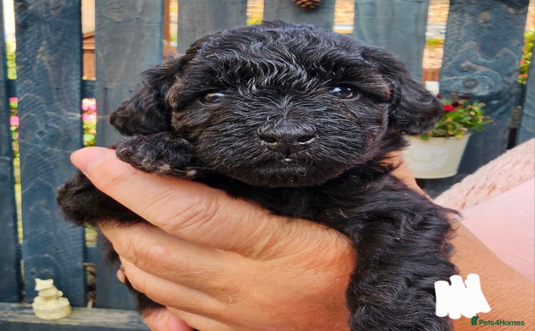 Cavapoo dogs - Advert 1