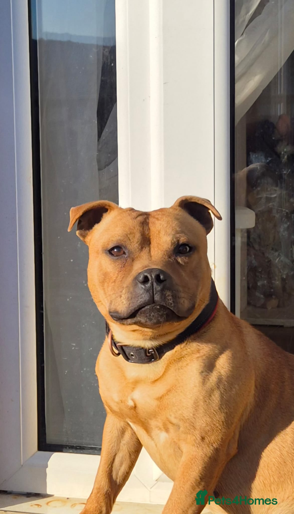 Staffordshire Bull Terrier dogs Handsome kc registered red proven stud in Pontypool - Advert 11