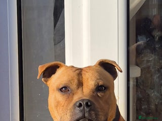 Staffordshire Bull Terrier dogs in Pontypool - Advert 16