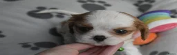 Cavalier King Charles Spaniel dogs for sale: Fully Health Tested KC Cavalier King Charles S in Rugby - Advert 9