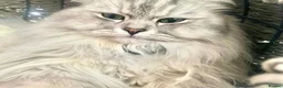 Ragdoll cats for sale: RAGDOLL-PERSIAN KITTENS - Advert 9