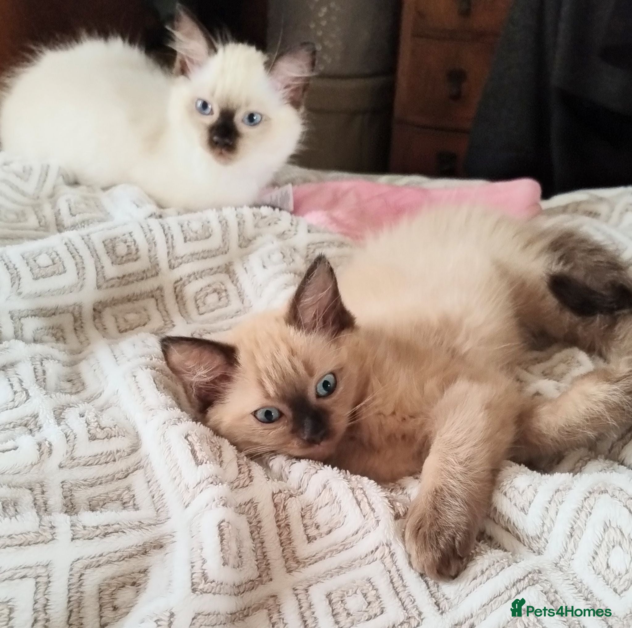 Ragdoll cats Pure bred Ragdolls need loving homes - Advert 2