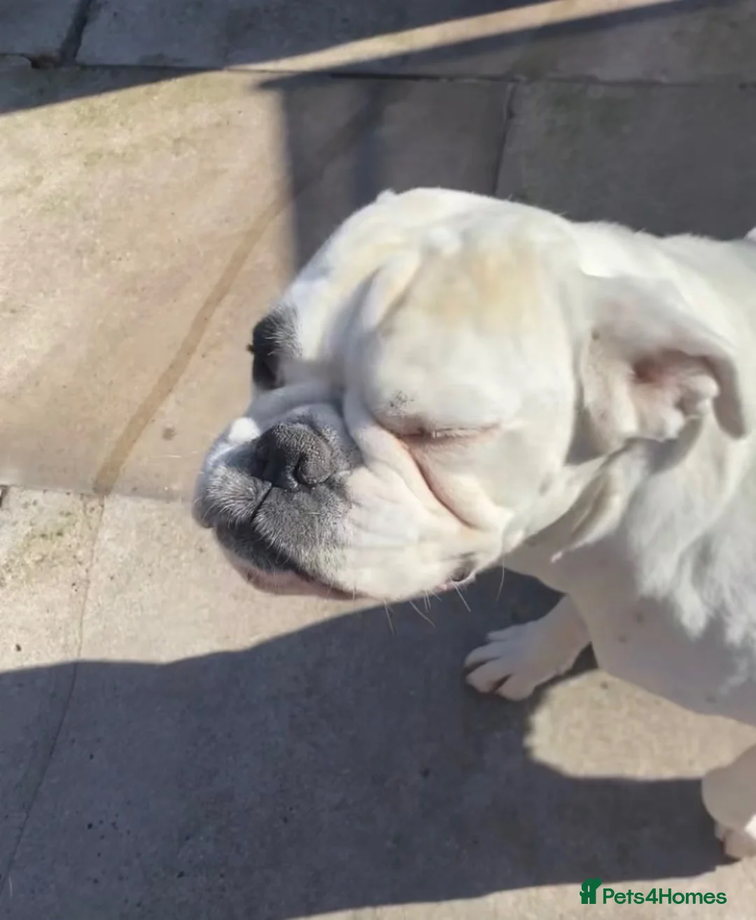 Boxer dogs for sale: Boxer girl  in Bolton - Advert 3