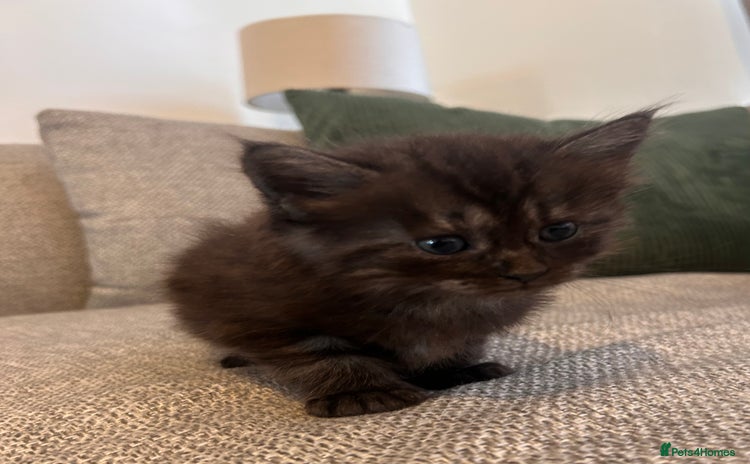 Maine Coon cats - Advert 2