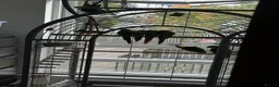 Mixed Breed birds for sale: Selling all my parrots message for more pics  - Advert 6