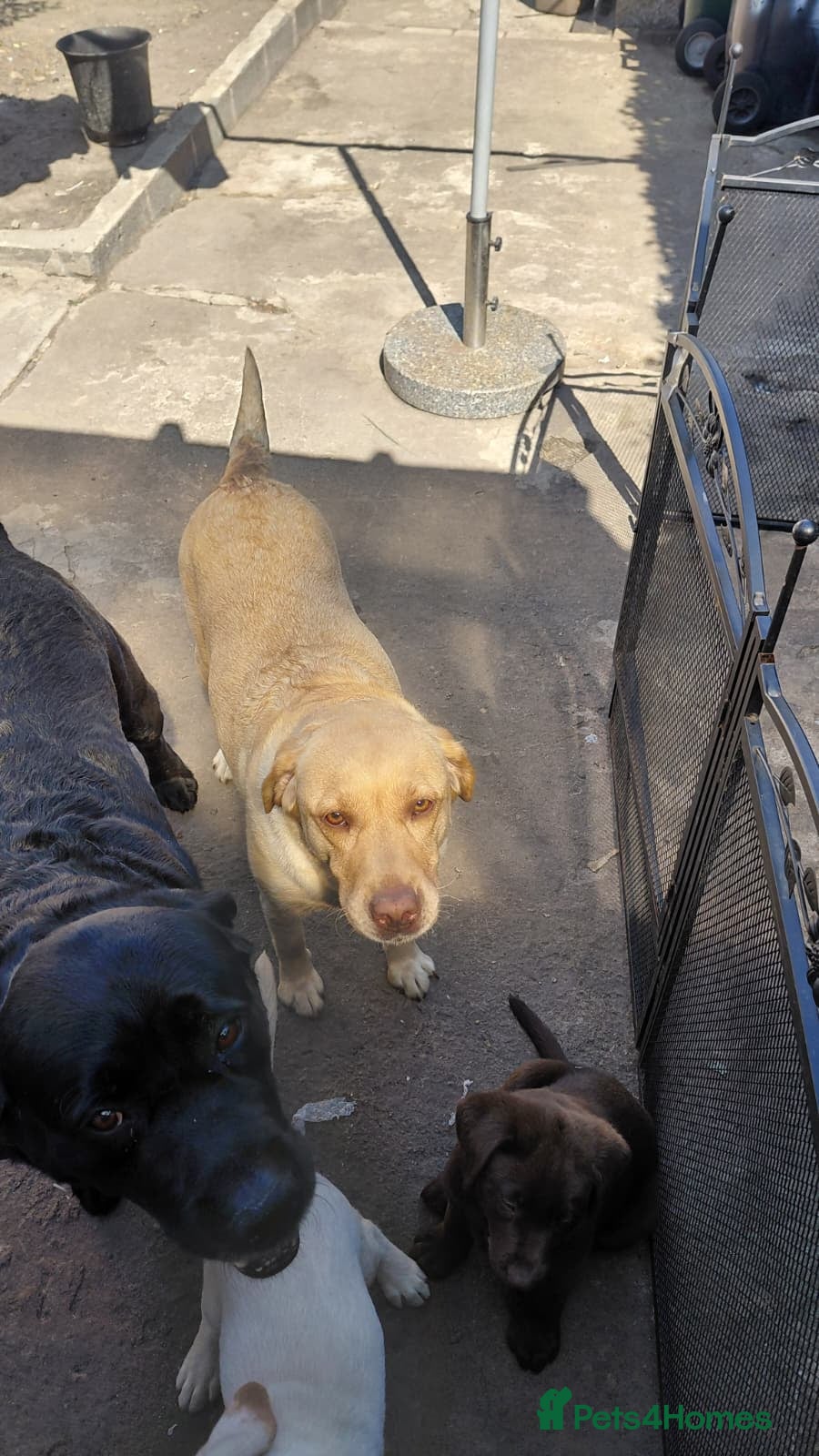 Labrador Retriever dogs Two white labradors - Advert 1