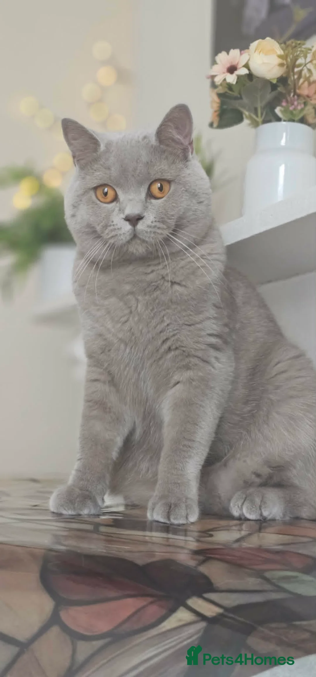 British Shorthair cats for stud: GCCF British Shorthair STUD - Advert 1