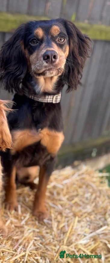 Cocker Spaniel dogs Working cocker spaniel - Advert 10