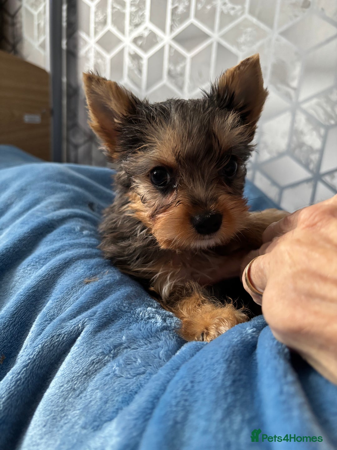 Yorkshire Terrier dogs for sale:  Merle Yorkshire terrier puppies  - Image 36