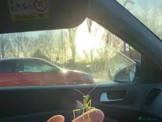 Praying Mantis invertebrates Golden praying mantis with set up - Advert 2