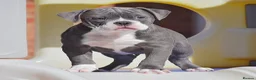 Olde English Bulldogge dogs for sale: DONT LET YOUR DREAMS BE JUST DREAM..  - Advert 3