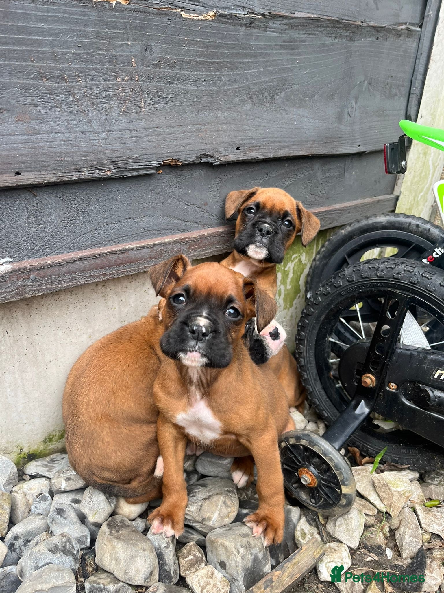 Boxer dogs Beautiful boxer puppies ❤️ - Advert 1