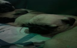 Pug dogs for sale: Pug puppies for sale  - Image 4