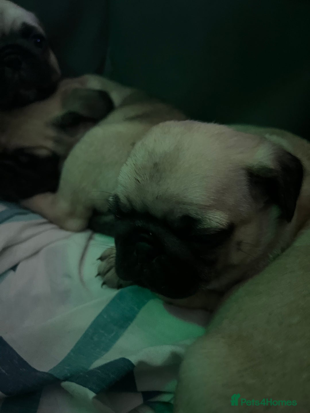 Pug dogs for sale: Pug puppies for sale  - Image 4